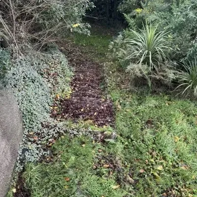 Before: Greenwaste removal and weeds on steps in Rosyln.