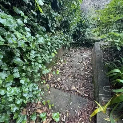 Before: Overgrown greenwaste removed from concrete steps and hedge in St. Clair.