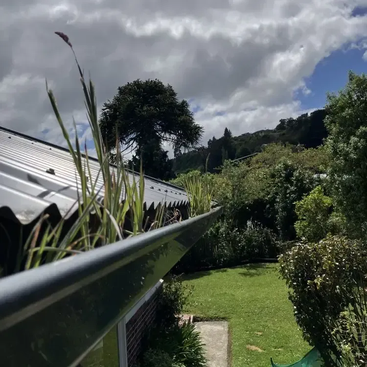 Before: Grass and debris growing inside a blocked roof gutter before cleaning, Concord, Dunedin.