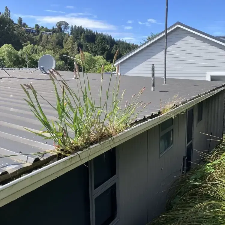 Before: Grass and debris built up inside roof gutters on a Kaikorai property in Dunedin.