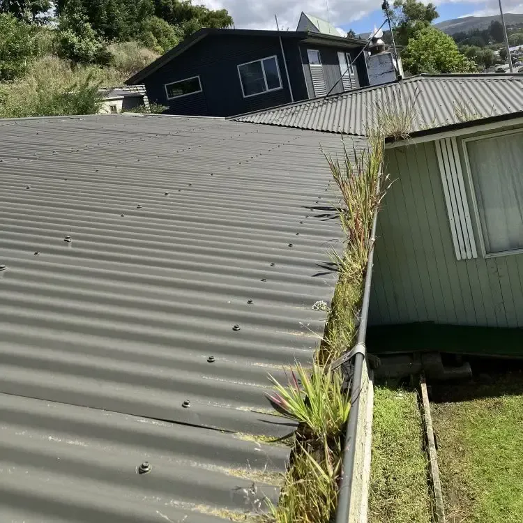 Before: Tall plant growth blocking the roof gutter along the house edge before cleaning, Kaikorai Valley, Dunedin.