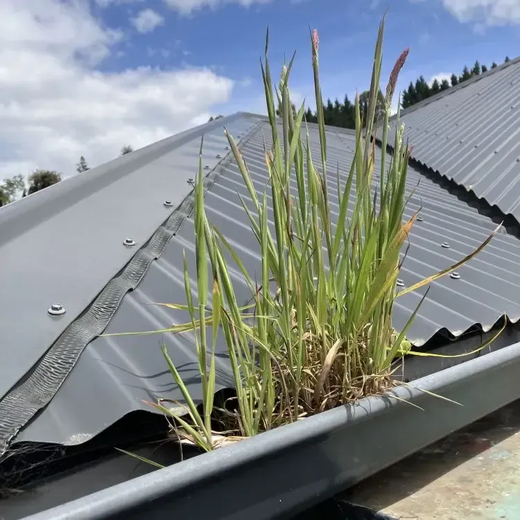Before: Tall grass growing inside a roof gutter along the house edge before cleaning, North East Valley, Dunedin.