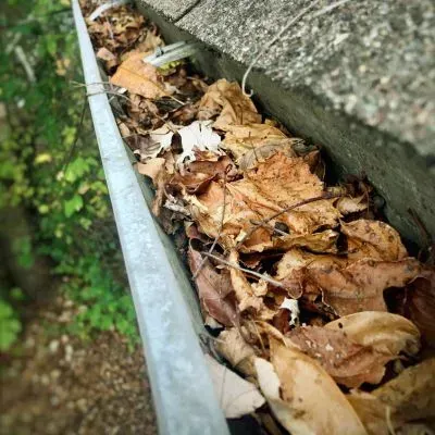 Leaves and debris are blocking the gutter channel, showing restricted water flow and buildup in Dunedin.
