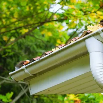 Leaves are collecting in the gutter near trees, showing how Dunedin's conditions contribute to debris buildup.