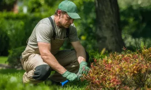 A gardener carefully trimming a shrub in a residential Dunedin garden to support healthy plant growth.