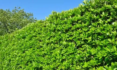 Healthy residential hedge maintained with structured trimming in Dunedin City.