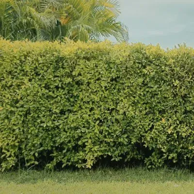 Evenly trimmed residential hedge showing dense growth and structured cutting technique in Dunedin City.