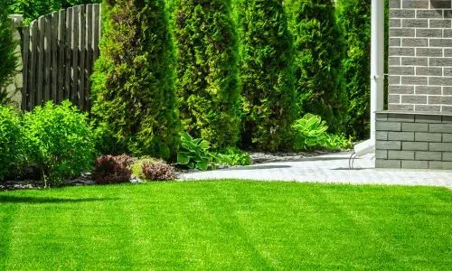 Well-maintained lawn demonstrating healthy mowing practices at a Dunedin home.