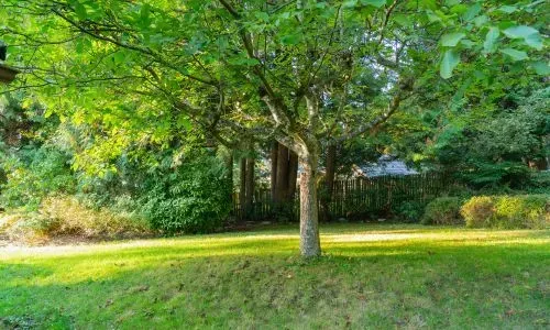 Small residential tree in a Dunedin garden representing healthy small-to-medium tree removal practices.