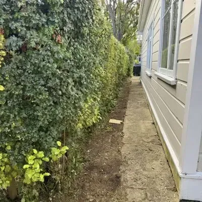 After: Hedge pruning makeover and hedge clippings clearance, St Clair.