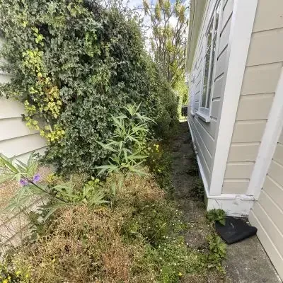 Before: Hedge pruning makeover and hedge clippings clearance, St Clair, Dunedin.