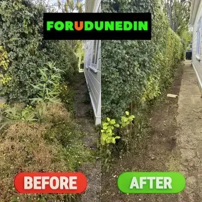 Before & After: Hedge trimming job to remove overgrown shrubs from the side of a house in St. Clair, Dunedin.