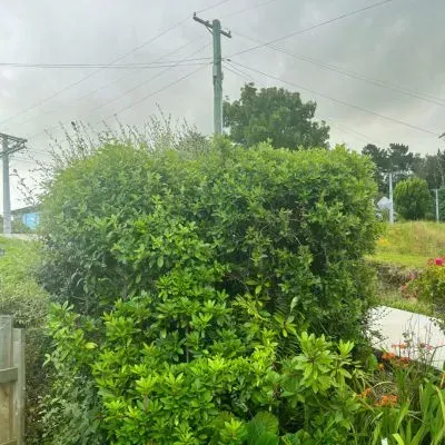 Residential hedge in Dunedin showing seasonal growth patterns under overcast conditions.