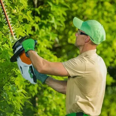 Hedge maintenance expert in Dunedin trimming hedge safely with PPE under council compliance rules.