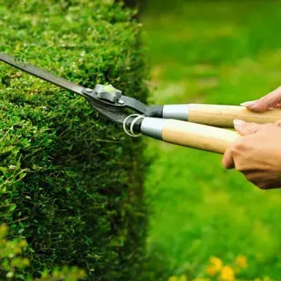Hedge trimming and maintenance services for a variety of hedge species in Dunedin. From pruning to full trimming jobs.