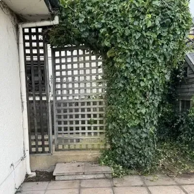 After: Hedge shaping and sculpting for a residential property in St. Clair.