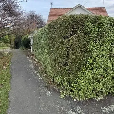 After: 20 Metre hedge trimming job outside of a North Dunedin flat.