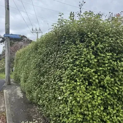 Before: 20 Metre hedge trimming job outside of a North Dunedin flat.