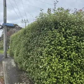 Before: 20 Metre hedge trimming job outside of a North Dunedin flat.