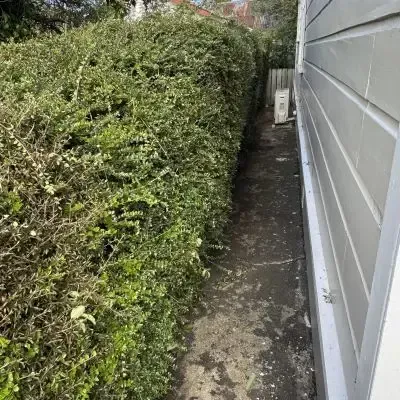 After: Hedge shaping and design, St Clair.