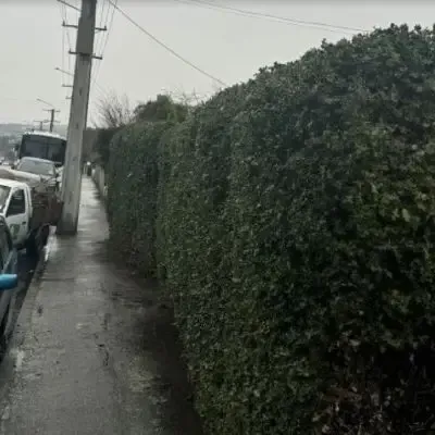 After: Holy hedge trimming and makeover, North Dunedin.