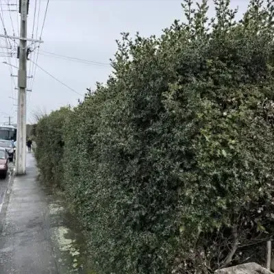 Before: Holy hedge trimming and makeover, North Dunedin, Dunedin.