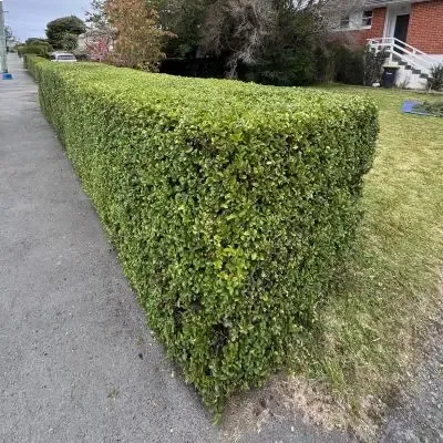 After: Hedge being trimmed down and shaped in Dunedin City Centre.