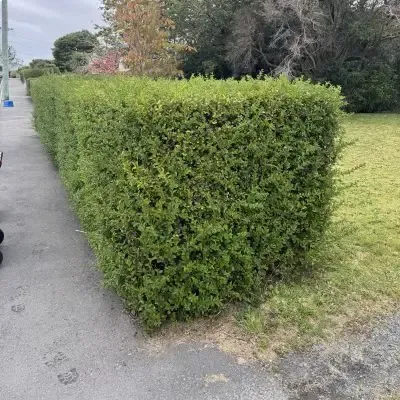Before: Hedge being trimmed down and shaped in Dunedin City Centre.