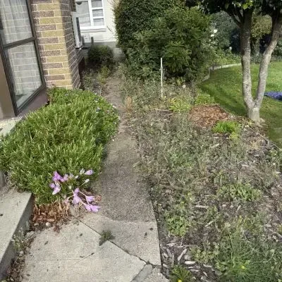 Before: Small hedge shaping work and garden tidy up services, North Dunedin, Dunedin.