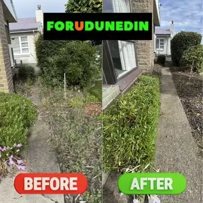 Before & After: Small hedge pruning and weed removal from the garden bed in North Dunedin, Dunedin.
