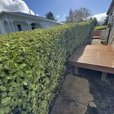 After: Professional hedge trimming, resulting in an aesthetic hedge, Roslyn.