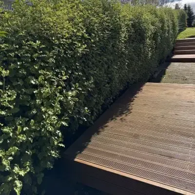 Before: Professional hedge trimming, resulting in an aesthetic hedge, Roslyn, Dunedin.