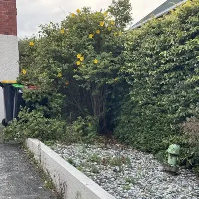 Before: Hedge cutting contractor transforming overgrown hedge into eye-catching garden area, St Clair, Dunedin.