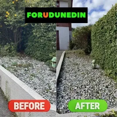 Before & After: Weeds pulled from stone garden bed and hedge pruning for a happy client in St. Clair, Dunedin.