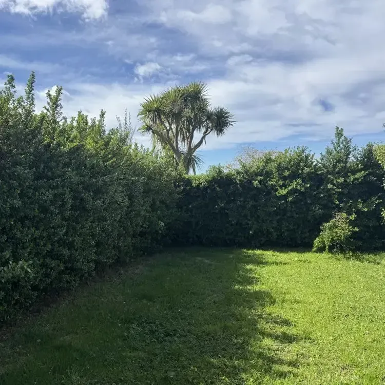 Before: Hedge trimming and shaping, Wakari, Dunedin.