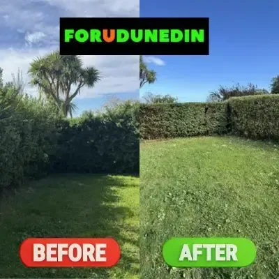 Before & After: Hedge trimming and shaping in Wakari, Dunedin.