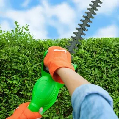 Hedge trimming costs Dunedin.