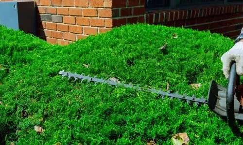 Professional hedge trimming in Dunedin using a powered trimmer to shape a residential hedge.