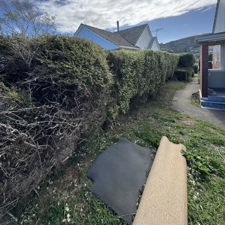 After: Large hedge trimming cutback in Waverley.