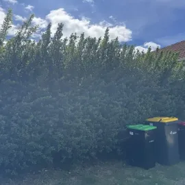 Before: Large hedge trimming cutback in Waverley, Dunedin.