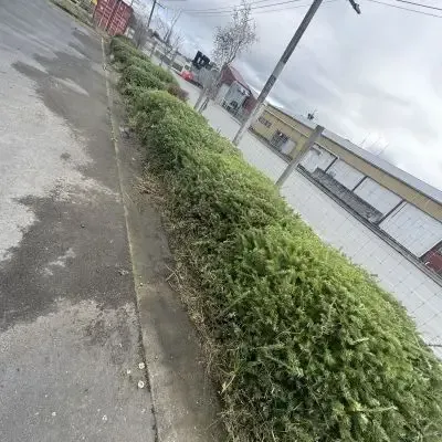 After: 20 metre hedge trimming job completed in Kaikorai Valley.