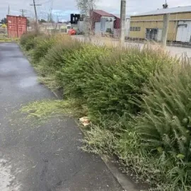 Before: 20 metre hedge trimming job completed in Kaikorai Valley, Dunedin.