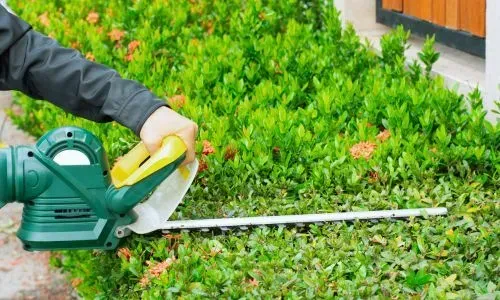 Hedge trimming contractor maintaining and trimming a hedge in Balaclava, Dunedin.