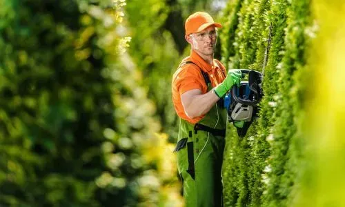 FORUDUNEDIN hedge trimming contractor trimming the hedges in Concord, Dunedin.