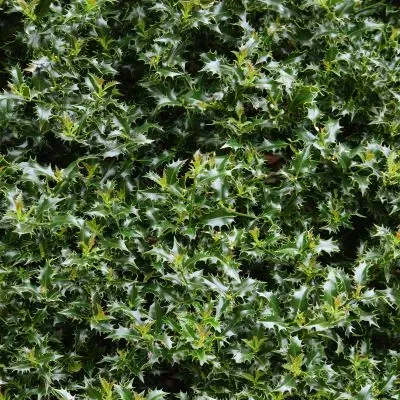 Close-up of English Holly hedge in Dunedin showing dense, spiky foliage that requires specialised care.