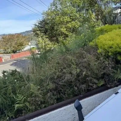 Before: Garden tidy-up, removing overgrown plants and weeds, St Clair, Dunedin