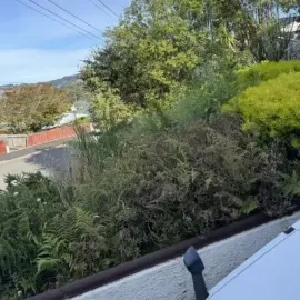 Before: Garden tidy-up, removing overgrown plants and weeds, St Clair, Dunedin