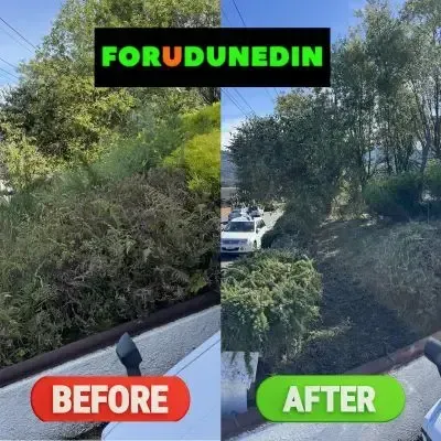 Before & After: Bush and debris clearing from an overgrown front yard in St. Clair, Dunedin.