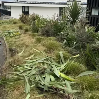 Before: Flax bush pruning, garden clean-up, lawn mowing, and precise edging services. St Clair, Dunedin.