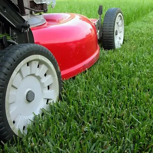 A Toro 21-inch Heavy-Duty Mower mowing a 75-square-metre lawn, going back and forth for a pristine finish with edges.